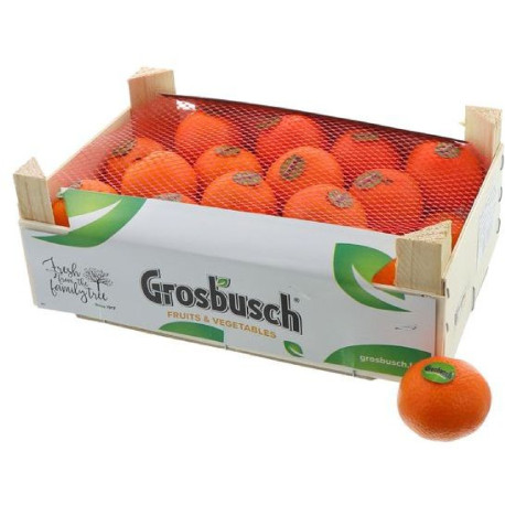 CLEMENTINE PITUFO GROSBUSCH 2,3KG